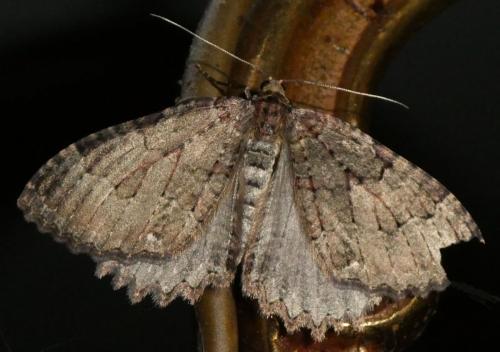 Triphosa sp.